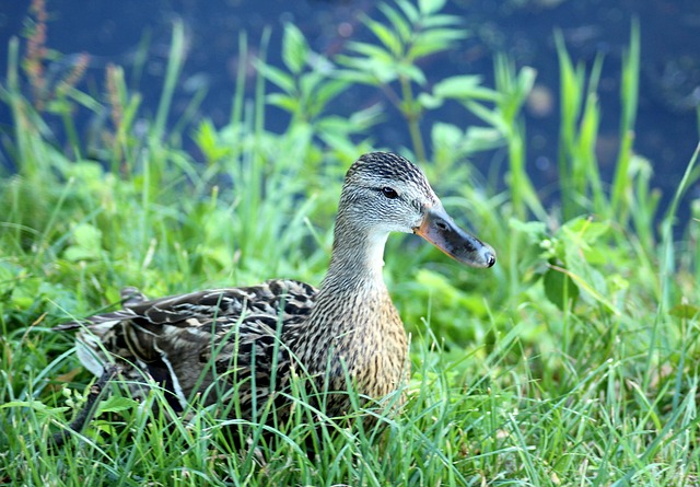 Alterbog krydsord: Historie, tips og typiske løsninger